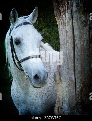 Grauschimmel Stockfoto