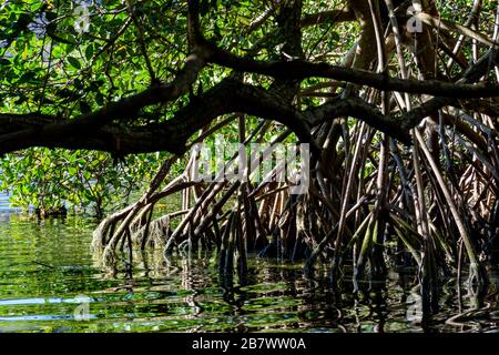 Dichte Mangrovenvegetation über Wasser in einem Gebiet mit konservierter Umgebung in Brasilien Stockfoto