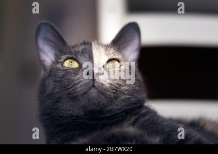 Porträt einer zweifarbigen Gesichtskatze im Innenbereich. Gelbe Augen. Stockfoto