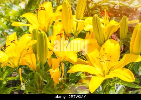 Schöne gelbe asiatische Hybrid-Lilienblätter. Blumenstrauß mit frischen Blumen im Sommergarten. Gartenkonzept Stockfoto