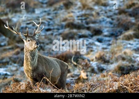 Der männliche Rote Hirsch Cervus elaphus sticht im Winterhochland Schottlands Stockfoto