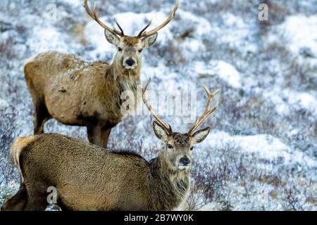 Der männliche Rote Hirsch Cervus elaphus sticht im Winterhochland Schottlands Stockfoto