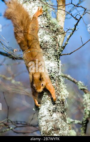 Adultes Rothörnchen Sciurus vulgaris in einem schottischen Hochland-Birchbaum Stockfoto