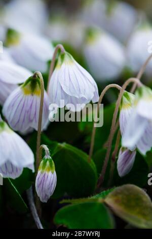 Nahaufnahme der weißen und rosafarbenen Blumen von Wood Sorrel Oxalis Acetosella in den Highlands von Schottland Stockfoto