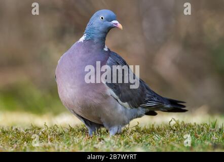Erwachsene gewöhnliche Holztaube Columba-Palumbus auf dem Boden Highlands von Schottland Stockfoto