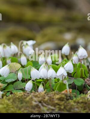 Klumpen des blühenden Holzes Sorrel Oxalis Acetosella, das auf einer trockenen Steinwand in den Highlands von Schottland wächst Stockfoto