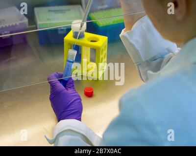 Labormitarbeiter, Labortests, Coronavirus Labor, Sars-CoV-19, Reagenzgläser, Laborhandschuhe, PCR, ELISA. Stockfoto