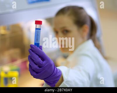 Labormitarbeiter, Labortests, Sars-CoV-19, Reagenzgläser, Laborhandschuhe, PCR, ELISA. Stockfoto