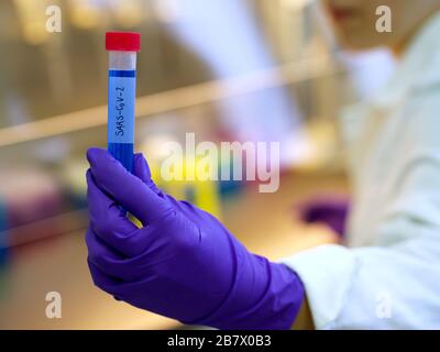 Labormitarbeiter, Labortests, Sars-CoV-19, Reagenzgläser, Laborhandschuhe, PCR, ELISA. Stockfoto