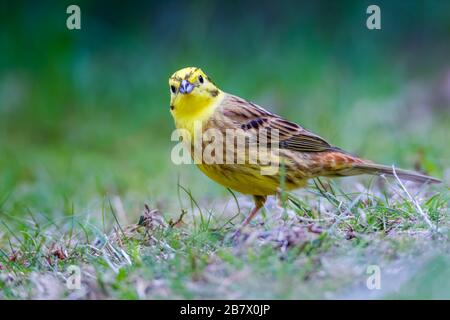 Erwachsene Männer Yellowhammer Emberiza citrinella auf dem Boden in den Highlands von Schottland Stockfoto