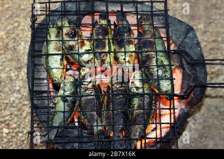 Gegrillter Fisch, thailändische Küche gegrillter Kletterfisch auf dem Grat auf Holzkohlenofen, asiatische Fischkost, (Anabas testudineus) Stockfoto