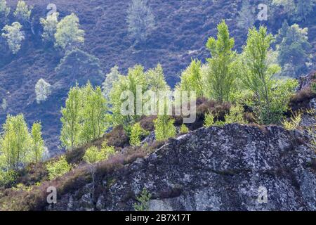 Kleine Gruppe junger silberner Birchbäume Betula Pendula, die auf einem Felsvorsprung Glen Strathrarar wachsen Stockfoto