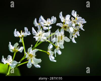 Gewöhnliche weiße Blumen aus Whitebalam Sorbus Stockfoto