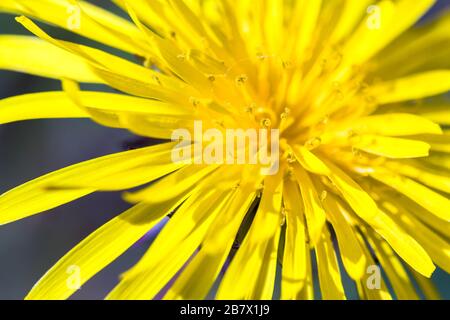 Nahaufnahme der leuchtend gelben Blumen des Dandelion Traxacum officinale Stockfoto