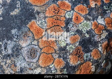 Verschiedene Flechten, die auf Granit-Felsen wachsen, überwiegend die Orange von Tremolecia atrata Granit in den Highlands von Schottland Stockfoto