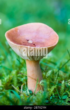 Birkenkappe Lactarius tabidus Pilz oder Toadhocker Fruchtkörper dicht beieinander Stockfoto