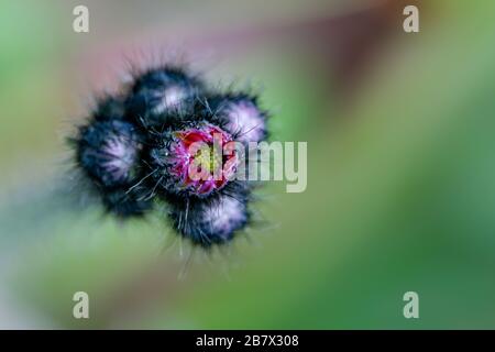 Fuchs und Jungtiere oder Orange Hawkweed Pilosella aurantiaca nahe an Blumen Stockfoto