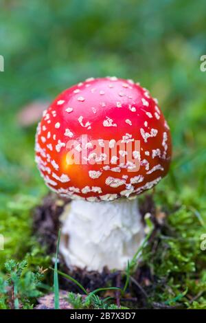 Fliege agarischer Amanita muscaria Pilz, der im Gras wächst Stockfoto