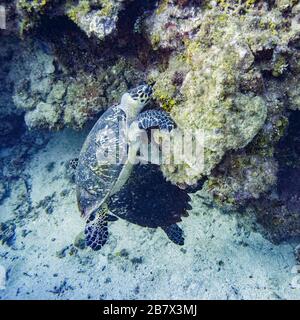 Hawksbill Turtle, Roatan, Honduras Stockfoto