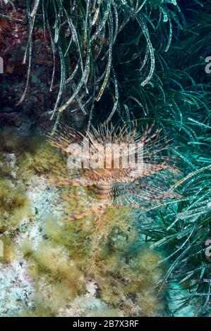 Mittelmeer-Fanworm (Sabella spallanzanii) unter Neptun Seagrass (Posidonia oceanica) im Naturpark Ses Salines (Formtera, Pityuses, Spanien) Stockfoto