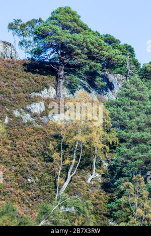 Scots Pine, Pinus Sylvestris hoch auf dem Gipfel eines Hügels in den Glen Strathrarar Highlands in Schottland Stockfoto