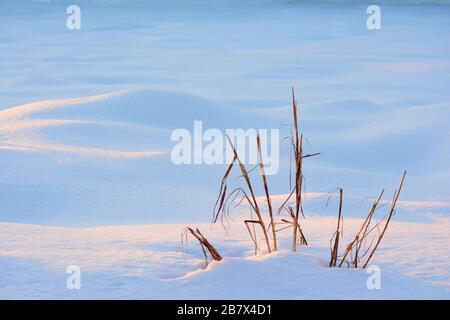Trockene Unkrautstiele bei goldenem Licht im Winterschnee Stockfoto