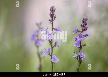 Heath Speedwell Veronica officinalis Blumenspitzen Stockfoto