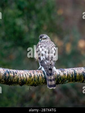 Sparrowhawk Accipiter Nisus juvenile, die auf Baumzweigen in den Highlands Schottlands sitzen Stockfoto