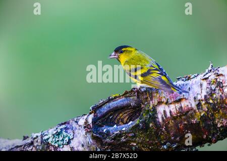 Europäischer Siskin-Spinus-Spinus auf Ast Stockfoto