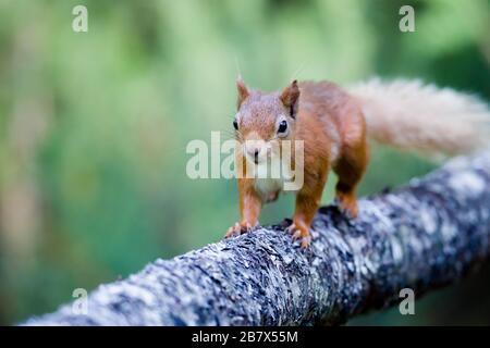 Rothörnchen Sciurus vulgaris läuft entlang eines Holzes in den Highlands von Schottland Stockfoto