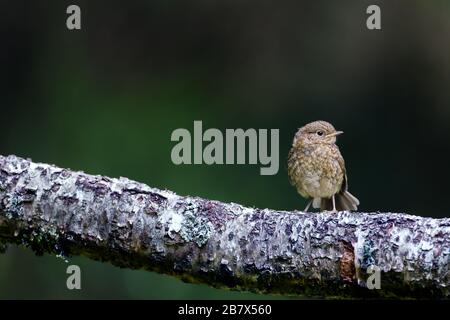 Der junge Robin Erithacus rubecula auf einem Holzblatt Stockfoto