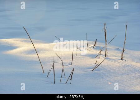 Morgengoldenes Licht, das im Winterschnee durch trockene Unkraut federt Stockfoto