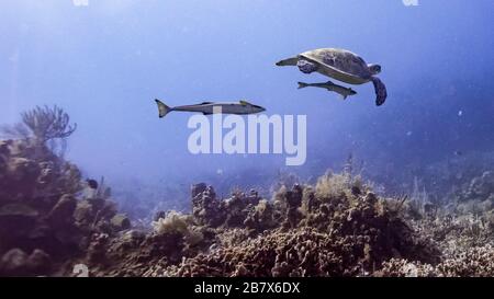 Great Barracuda und Hawksbill Turtle unter Wasser, Roatan, Honduras Stockfoto