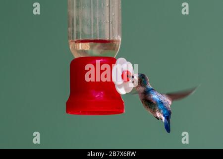 Isoliertes Foto des atemberaubenden Bienenkolibris (Mellisuga helenae) (weiblich), das von einem Nektarzubringer angezogen wird, Zapata-Nationalpark, Kuba Stockfoto