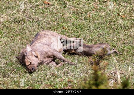 Warthog mit Baby-Ferkeln trinkt Milch von der Mutter im natürlichen Lebensraum Bale Mountain, Phacochoerus Aethiopcus. Äthiopien, Afrika Safari Tierwelt Stockfoto