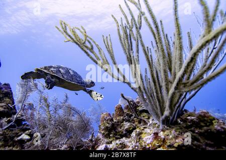 Hawksbill Turtle and Sea Corals, Roatan, Honduras Stockfoto