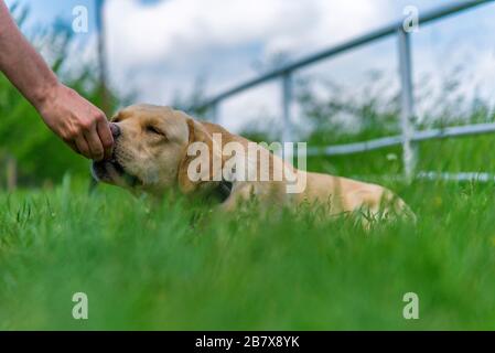 Gelber Labrador Retriever auf grünen Rasen im Sommer Stockfoto