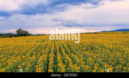 Luftaufnahme des Feld mit Sonnenblumen. Stockfoto