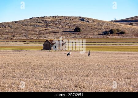 Zwei Kräne stehen auf einem Feld zu essen. Sie sind im Winter in Spanien, an der Laguna de Gallocanta. Stockfoto