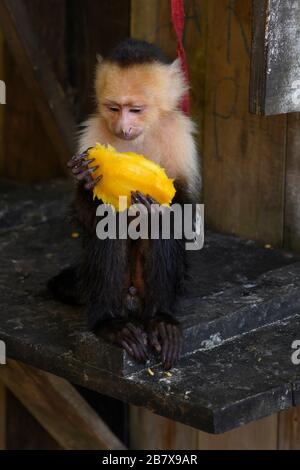 Kapuzineraffe, der Mango isst, Roatan, Honduras Stockfoto