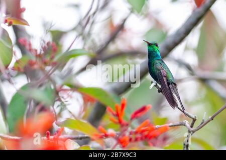 Ein wilder, erwachsener kubanischer Smaragdkolibris, Chlorostilbon ricordii, der in einem Baum mit Blumen thront und sein atemberaubendes Gefieders zeigt, Zapata National Park, Cu Stockfoto