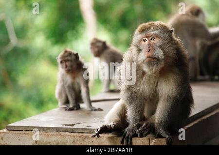 Langschwänzige Makaken im Sacred Monkey Forest, Ubud, Indonesien Stockfoto