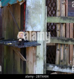 Kapuzineraffe, Dorf West End, Roatan, Honduras Stockfoto