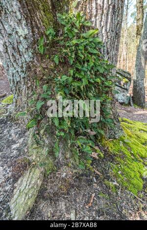 Grüner grüner grüner Farn Wedel, der an einem sonnigen Tag auf der Rinde eines Baumstammes mit Moos an der Seite in den Waldgebieten im Frühjahr wächst Stockfoto