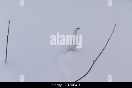 Felsenptarmigan, Lagopus muta, im Wintergefieder, Tromso, Norwegen. Stockfoto