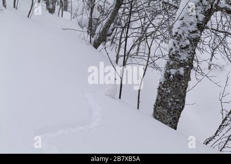 Felsenptarmigan, Lagopus muta, im Wintergefieder, Tromso, Norwegen. Stockfoto