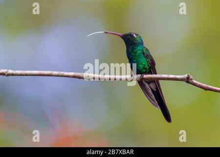 Ein wilder, erwachsener kubanischer Smaragdkolibris, Chlorostilbon ricordii, thront auf einem Ast und zeigt sein atemberaubendes Gefieders und seine Zunge, Zapata National Park, Cu Stockfoto