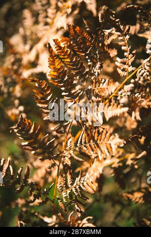Trockenes Braun verlässt im späten Herbst an einem sonnigen Tag Stockfoto