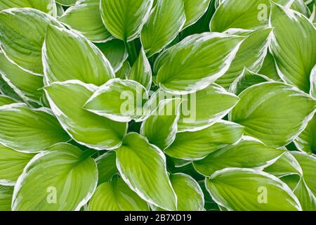 Hosta Funkia, Plantellosen im Garten. Breiter Rand Hosta, Plantain Lily. Nahaufnahme. Hintergrundtextur Stockfoto