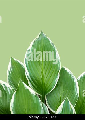 Hosta Funkia, Planenlilien auf grünem Grund. Breiter Rand Hosta, Plantain Lily. Draufsicht. Kopierbereich Stockfoto